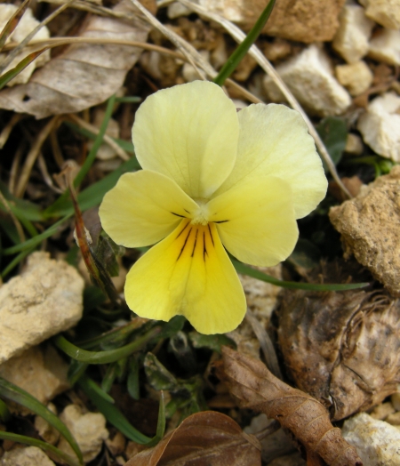 Viola eugeniae / Viola di Eugenia